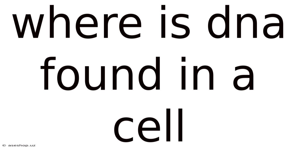 Where Is Dna Found In A Cell