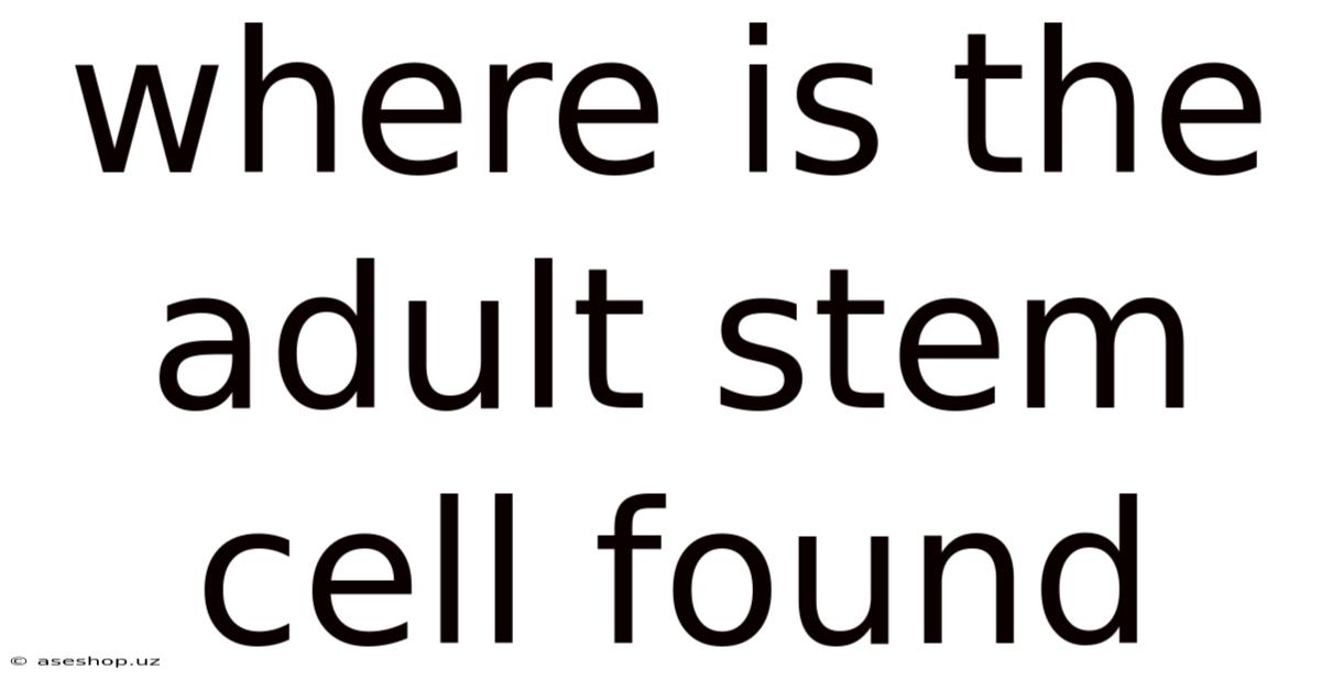 Where Is The Adult Stem Cell Found