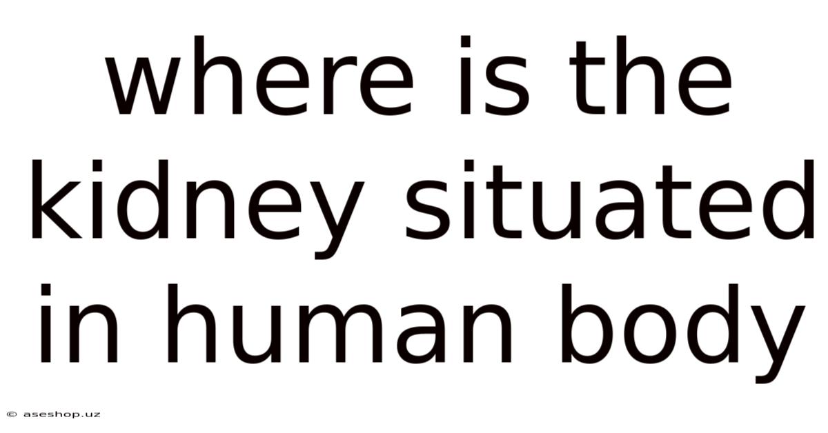 Where Is The Kidney Situated In Human Body