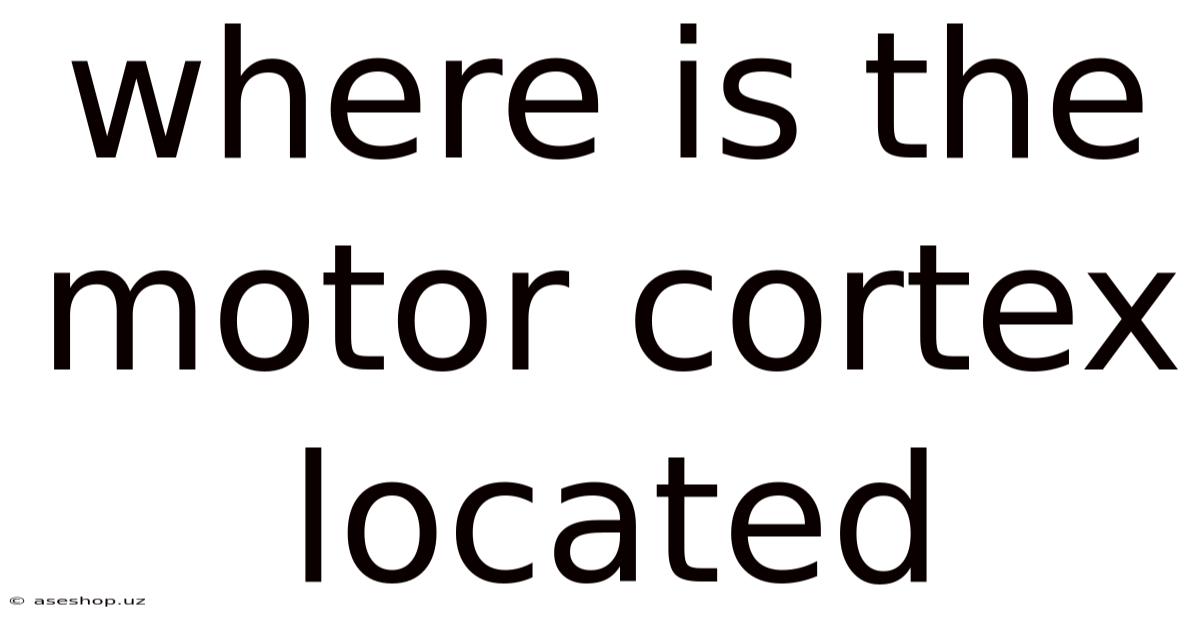 Where Is The Motor Cortex Located