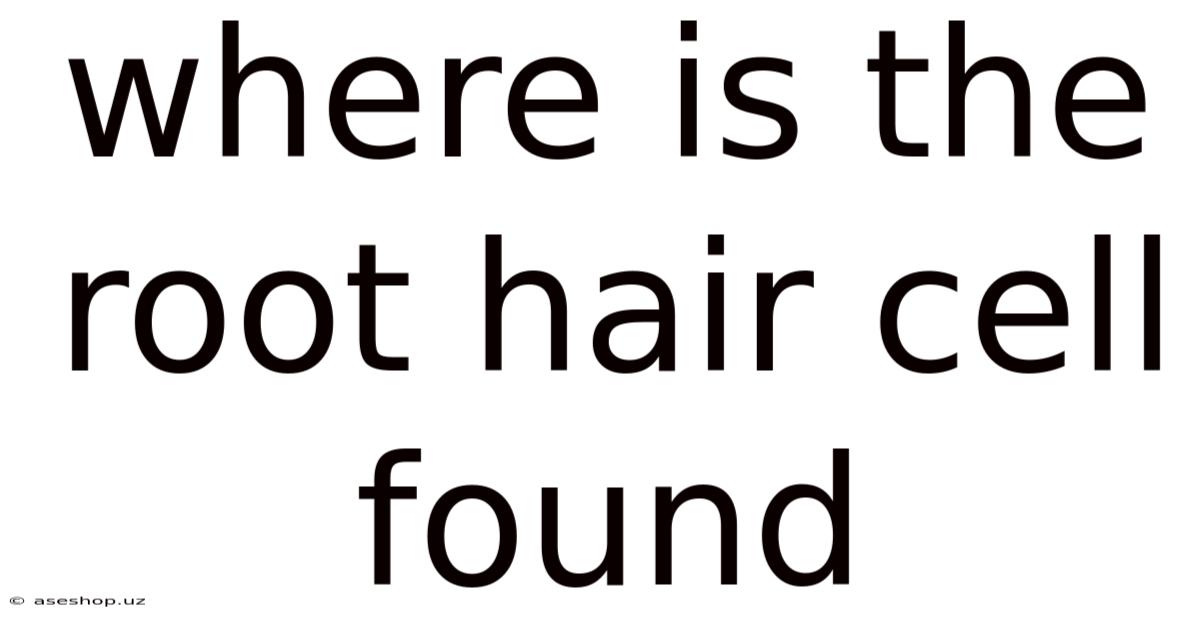 Where Is The Root Hair Cell Found