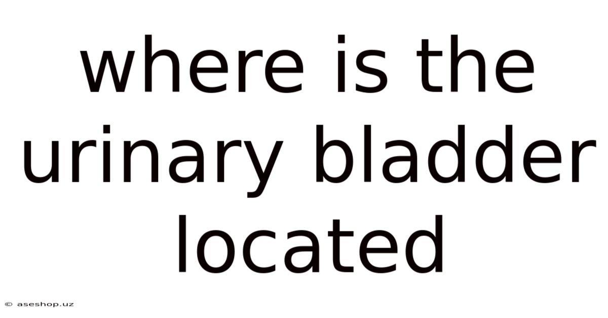 Where Is The Urinary Bladder Located