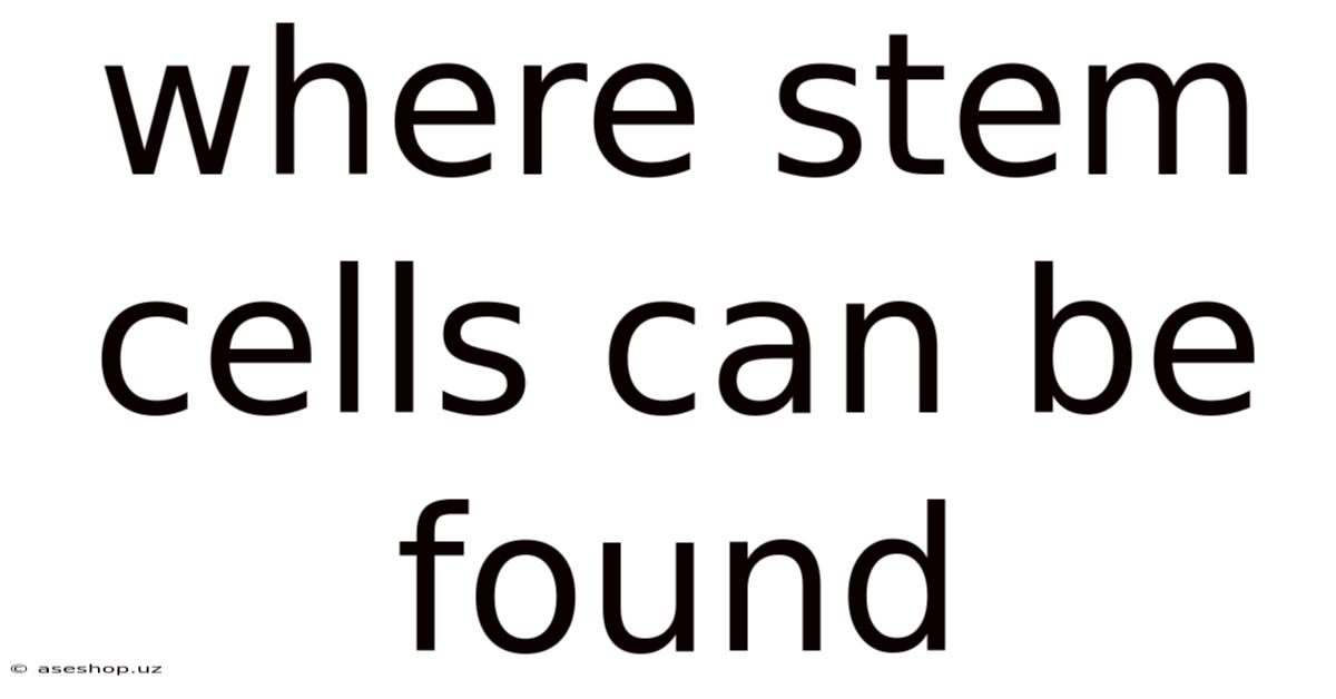 Where Stem Cells Can Be Found