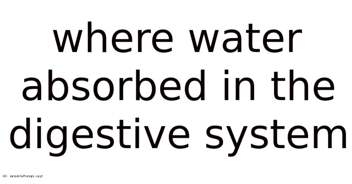 Where Water Absorbed In The Digestive System