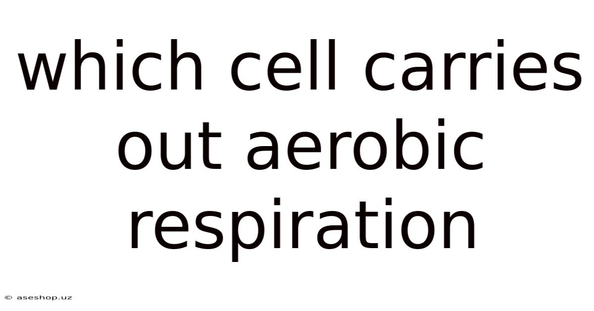 Which Cell Carries Out Aerobic Respiration