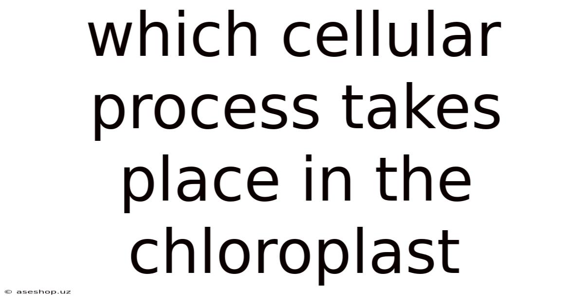 Which Cellular Process Takes Place In The Chloroplast