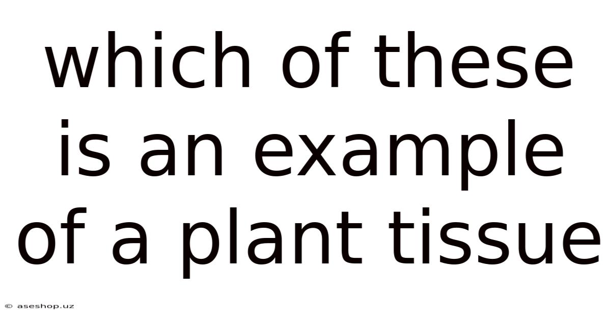 Which Of These Is An Example Of A Plant Tissue
