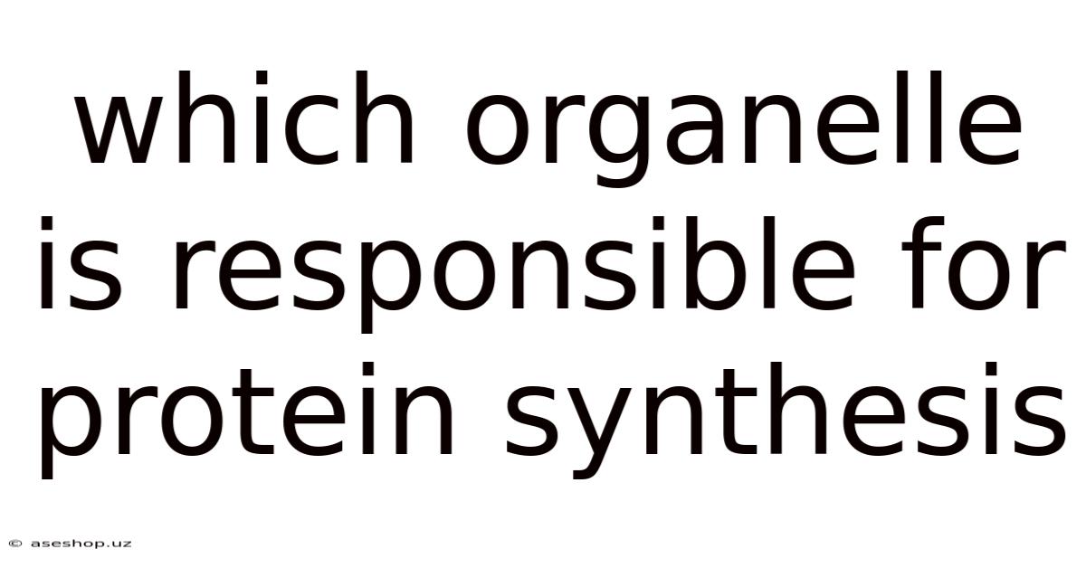 Which Organelle Is Responsible For Protein Synthesis