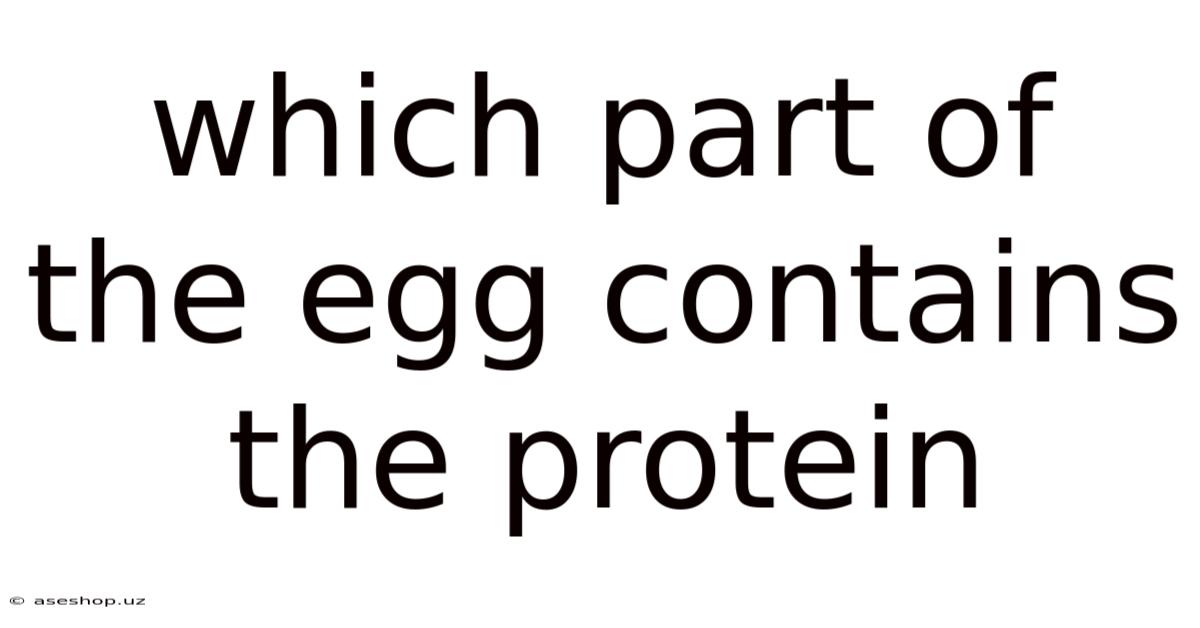 Which Part Of The Egg Contains The Protein