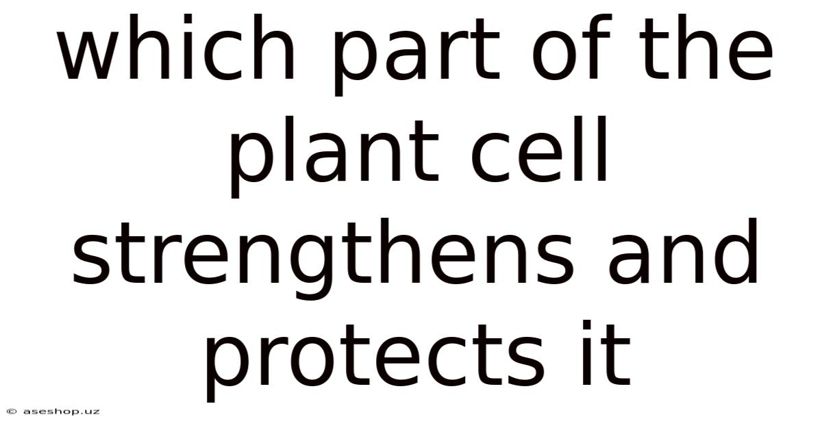 Which Part Of The Plant Cell Strengthens And Protects It