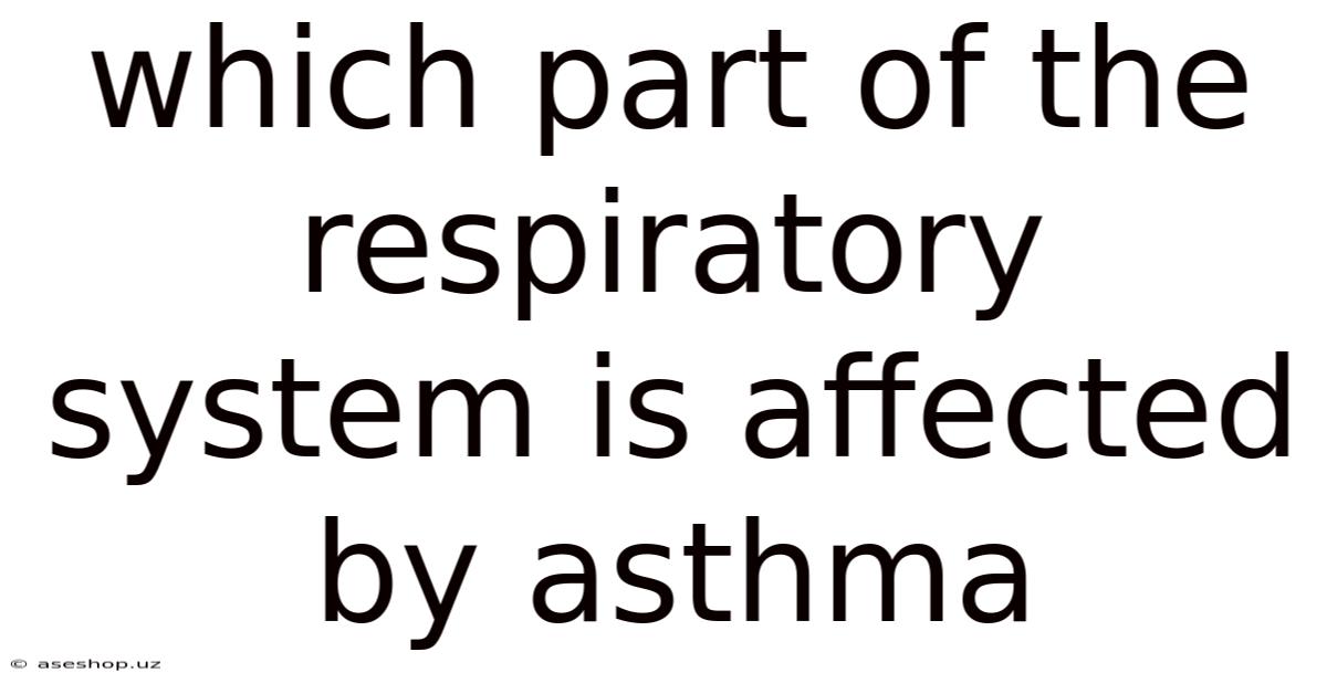 Which Part Of The Respiratory System Is Affected By Asthma