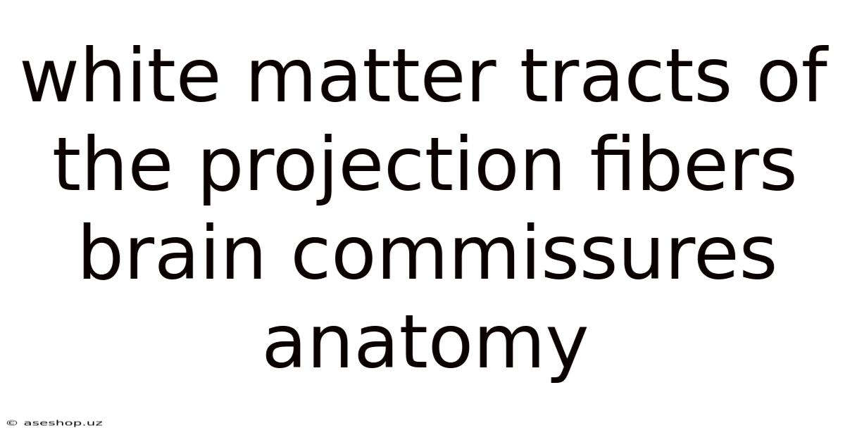 White Matter Tracts Of The Projection Fibers Brain Commissures Anatomy