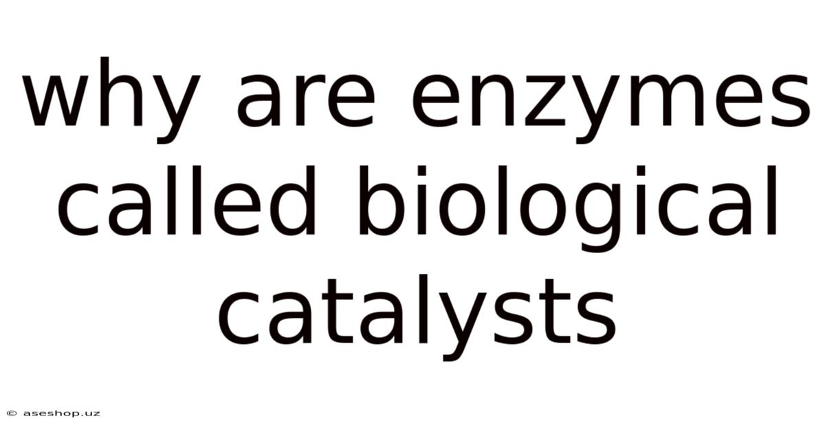 Why Are Enzymes Called Biological Catalysts
