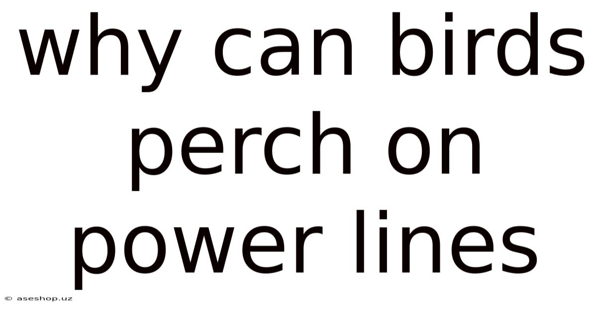 Why Can Birds Perch On Power Lines