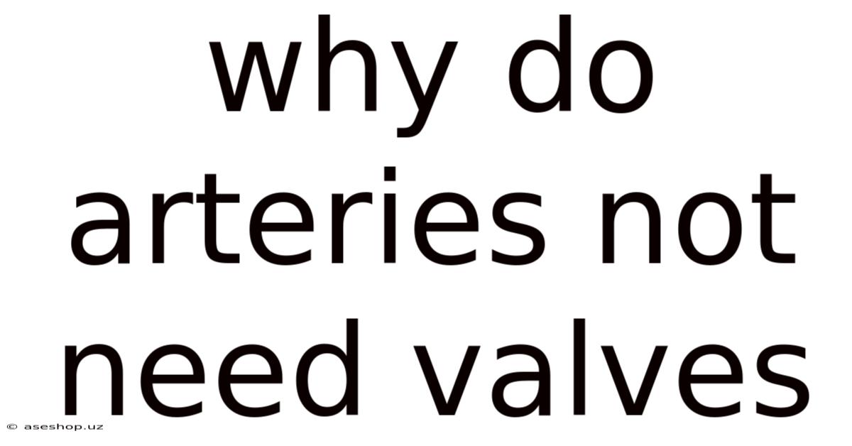 Why Do Arteries Not Need Valves