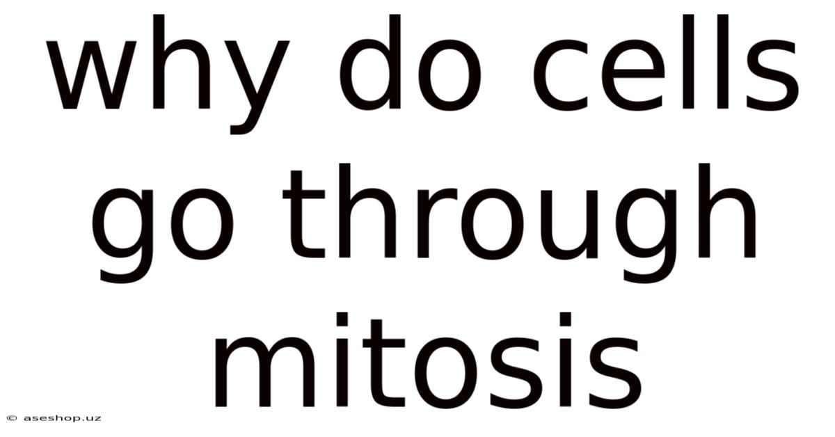 Why Do Cells Go Through Mitosis