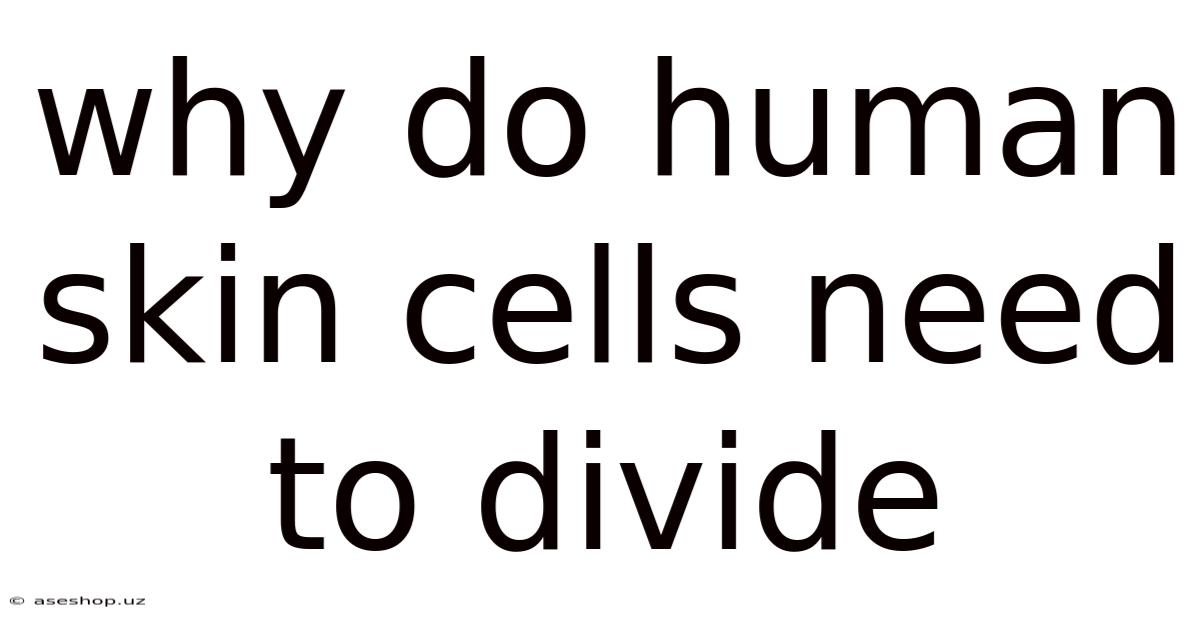 Why Do Human Skin Cells Need To Divide