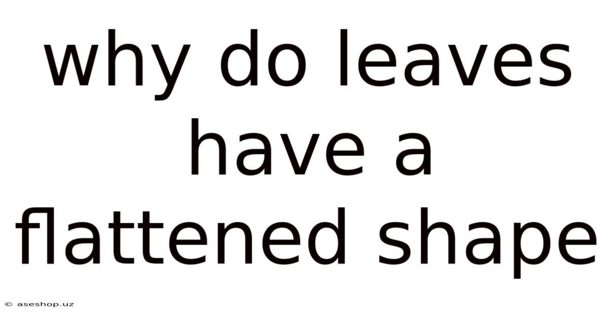 Why Do Leaves Have A Flattened Shape