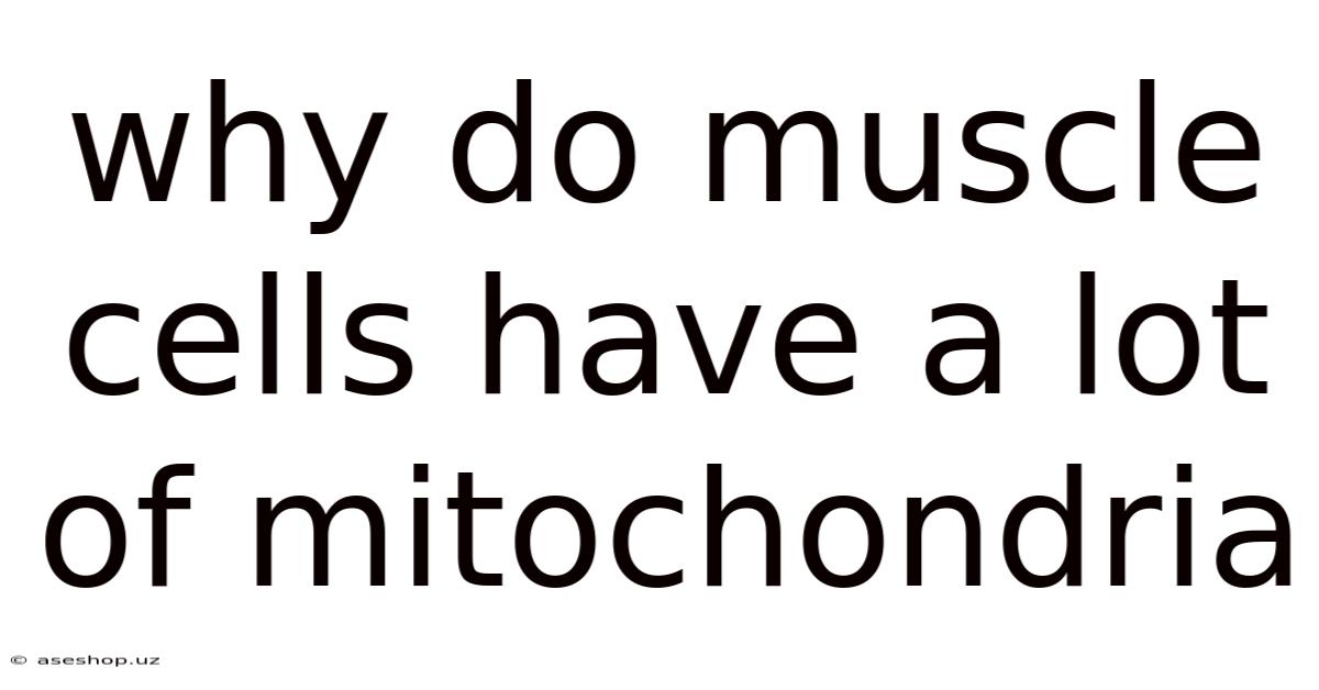 Why Do Muscle Cells Have A Lot Of Mitochondria