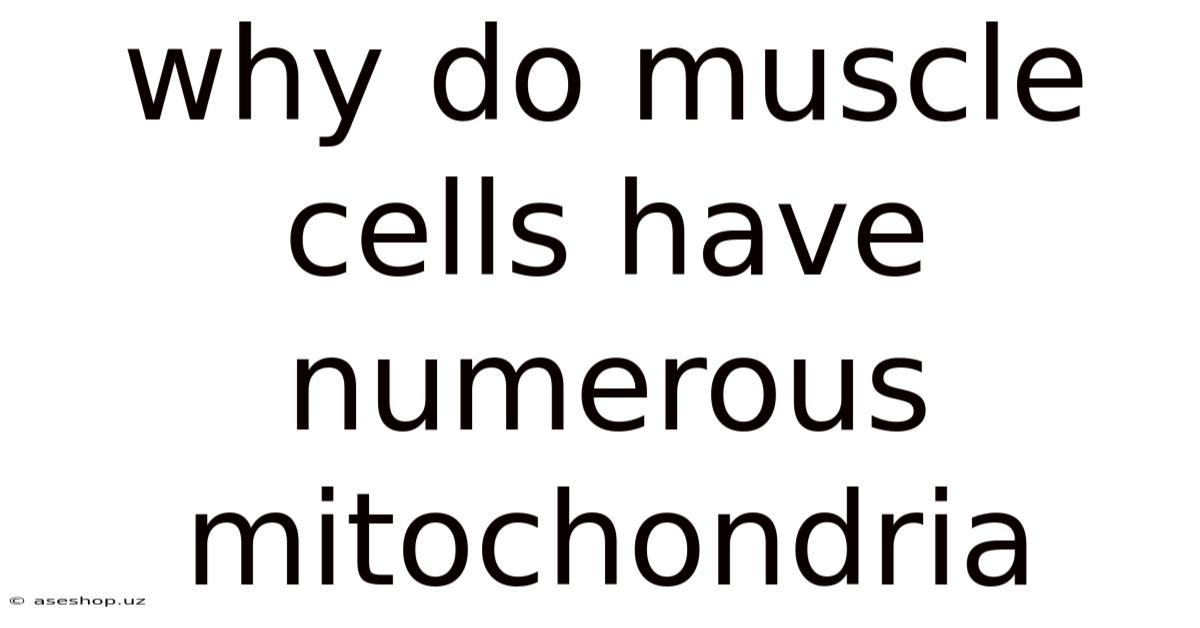 Why Do Muscle Cells Have Numerous Mitochondria