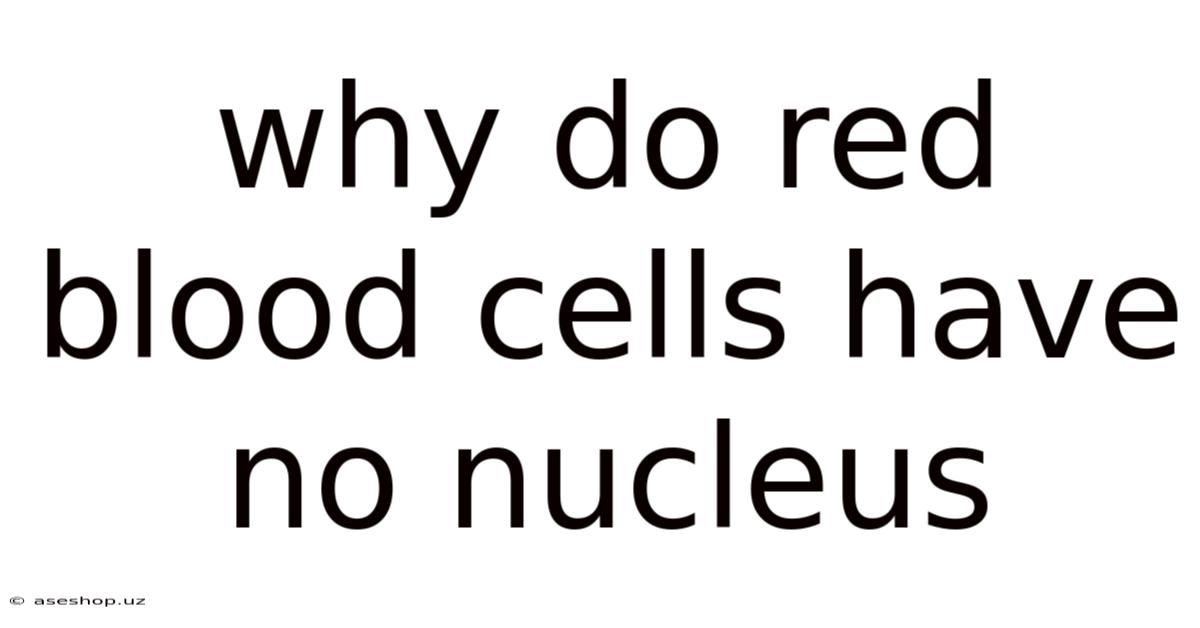 Why Do Red Blood Cells Have No Nucleus