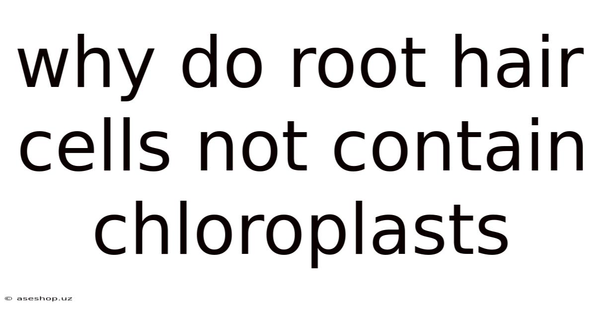 Why Do Root Hair Cells Not Contain Chloroplasts