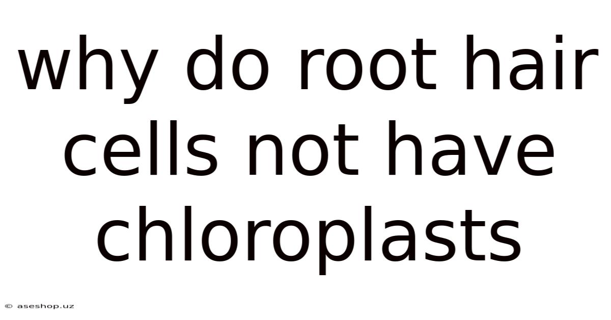 Why Do Root Hair Cells Not Have Chloroplasts