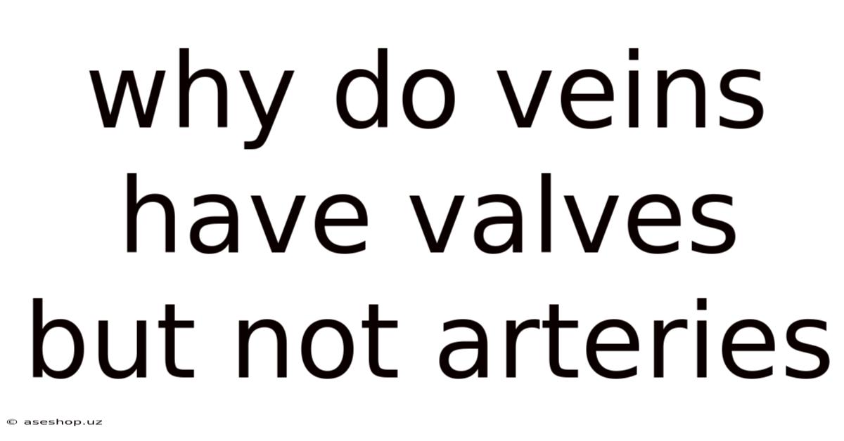 Why Do Veins Have Valves But Not Arteries