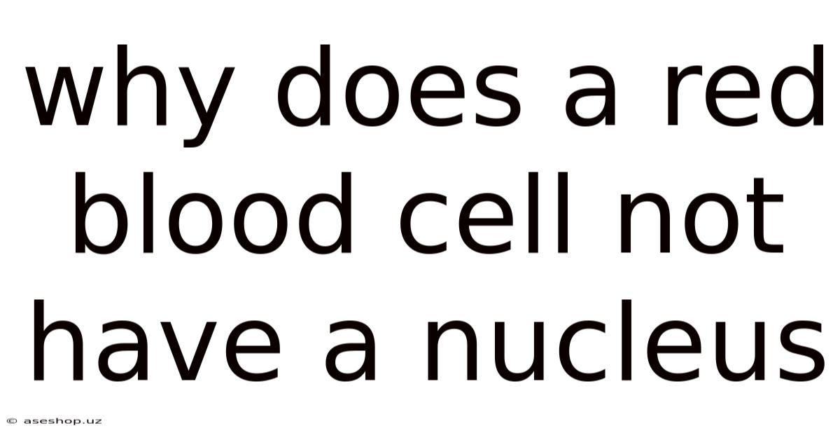 Why Does A Red Blood Cell Not Have A Nucleus