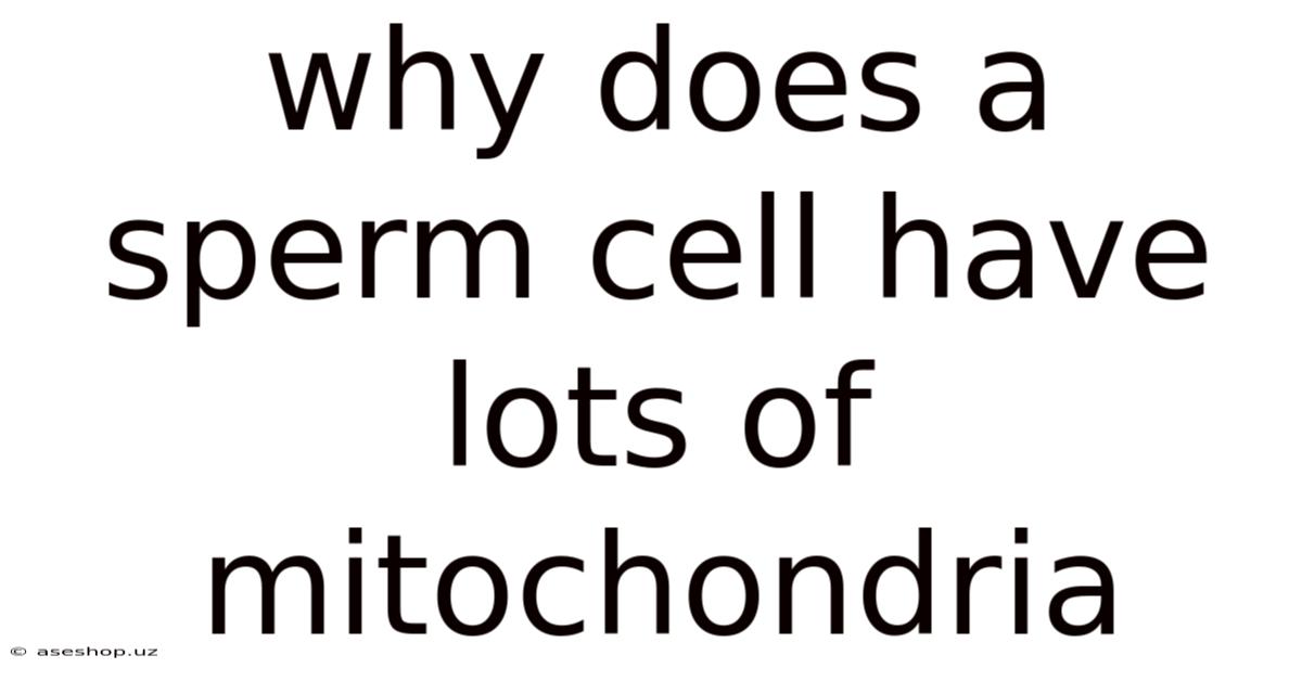 Why Does A Sperm Cell Have Lots Of Mitochondria
