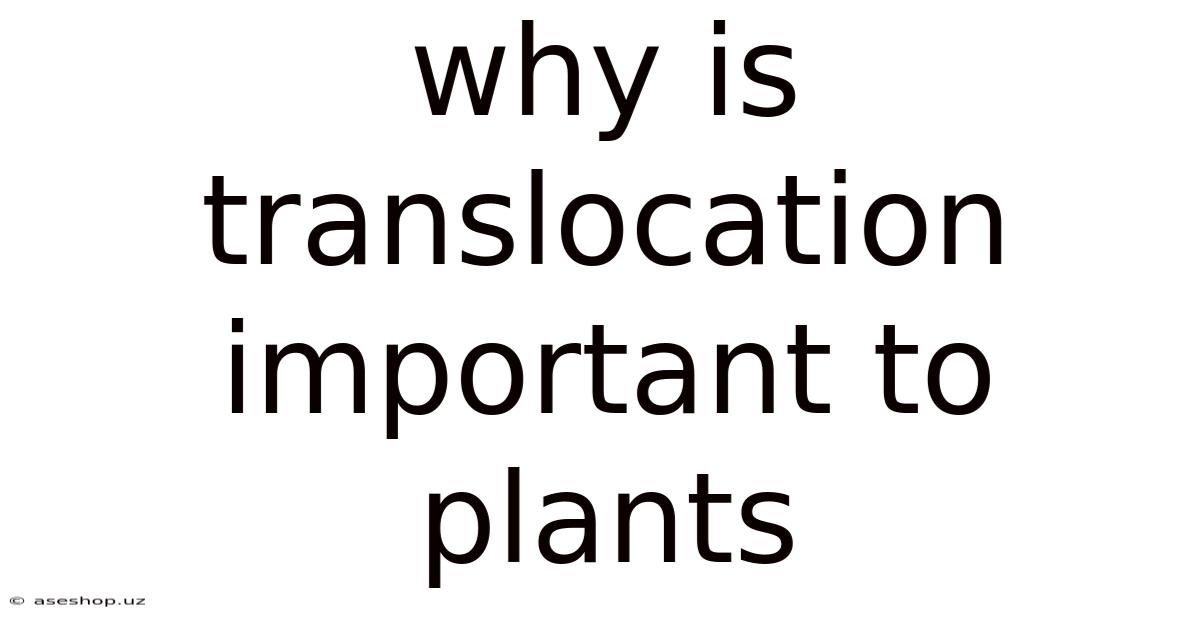 Why Is Translocation Important To Plants