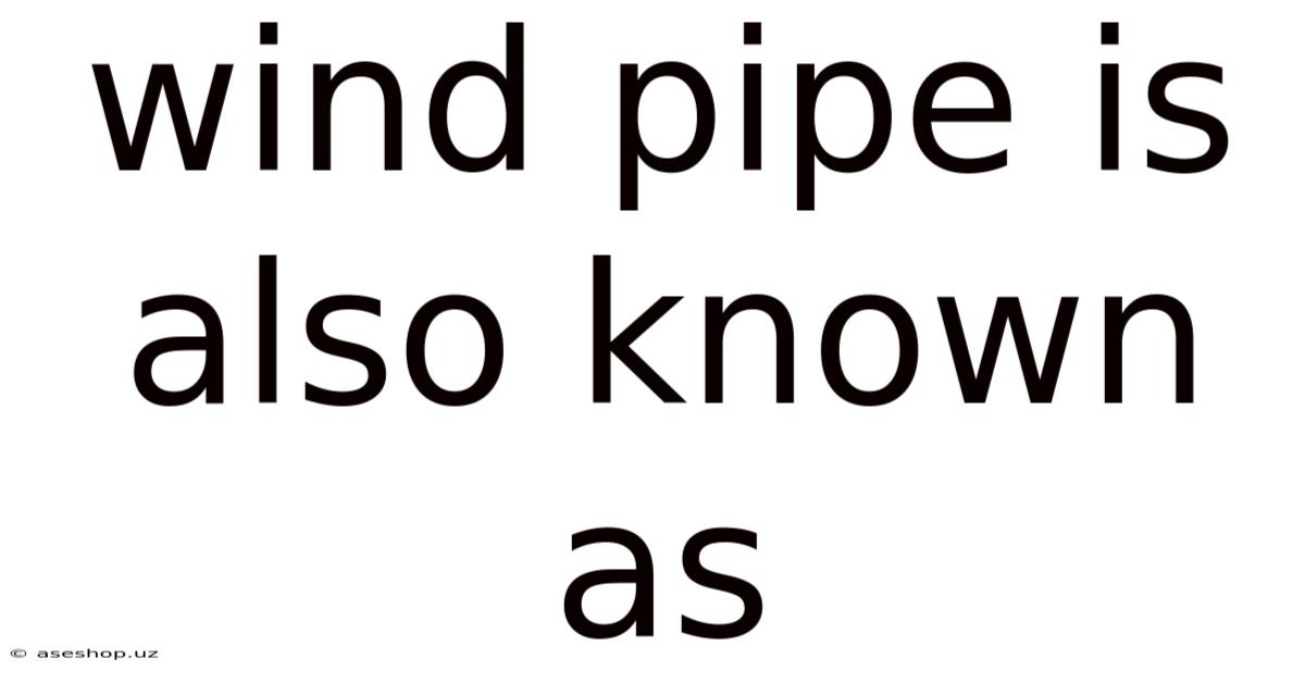 Wind Pipe Is Also Known As